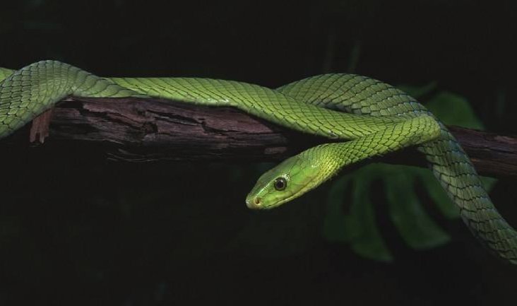 蛇这种动物是两栖的动物吗?