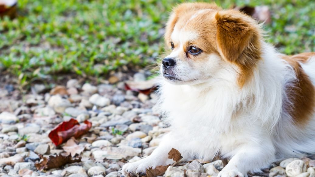 妻子要养狗，老公不同意怎么办？