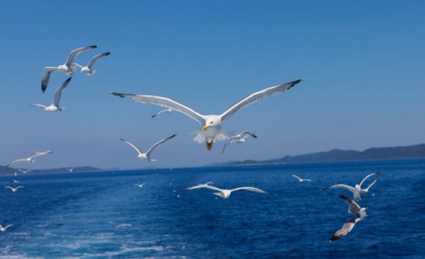 海鸥的英文是什么？