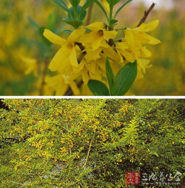 黄叶假连翘的形态特征