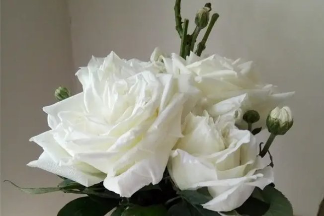 白玫瑰为什么不能随便送人