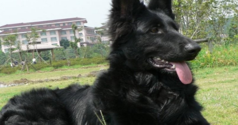 什么品种的防暴犬最厉害?