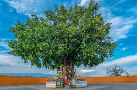 bodhi是什么意思
