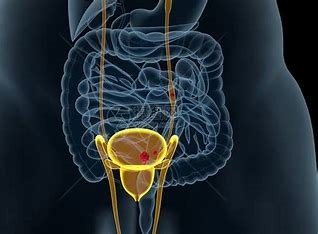 尿可以组什么词