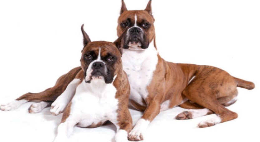 什么品种的防暴犬最厉害?