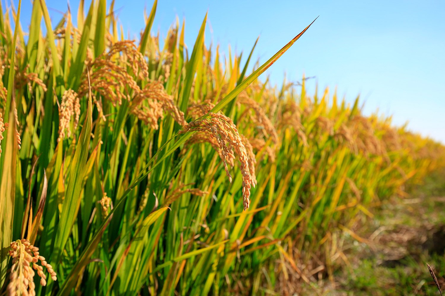 杂交水稻是哪一年?