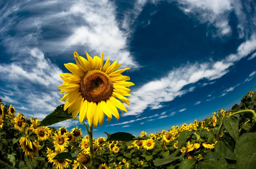 向日葵的传播方法写一段话