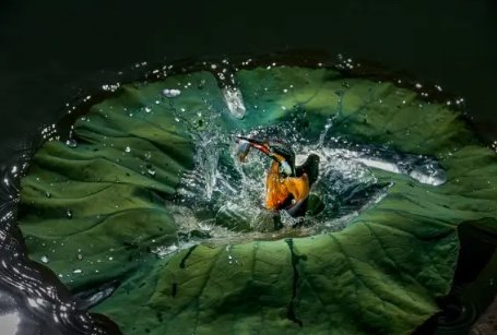 芙蓉出水是什么意思啊