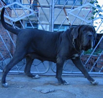 电影里那条叫阿布是条什么品种的狗