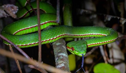 头呈三角形的蛇是什么蛇?是国家保护动物吗?有毒吗?