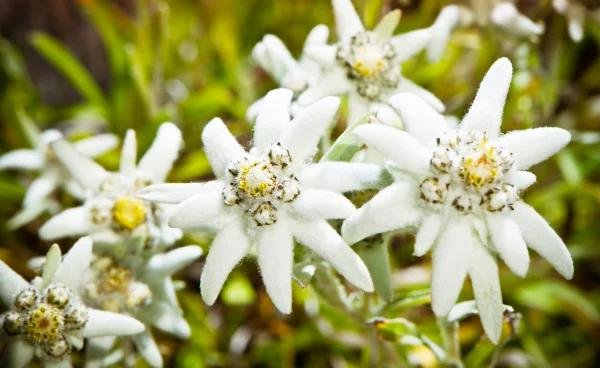 edelweiss是什么意思