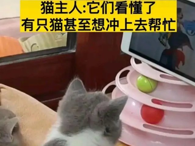 金华7只小猫全神贯注看猫和老鼠,猫咪能看懂里面的剧情么?