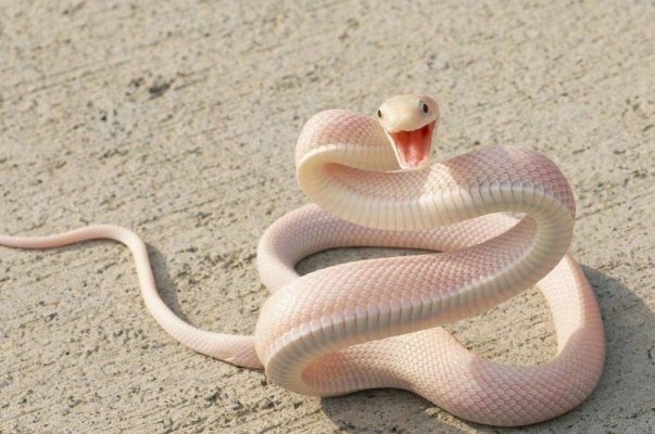 民间所传的八大地仙，是指什么动物？