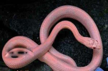 香蛇图片是什么动物 女子用蛇当耳环怎么回事