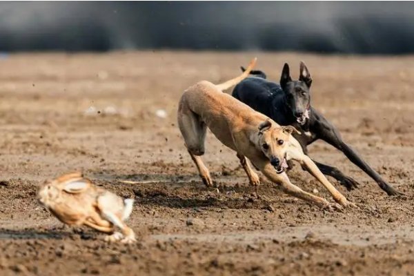 撵能组什么词语