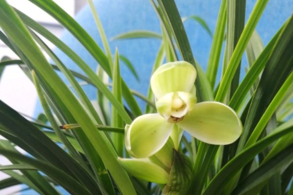 根壮叶茂歇后语