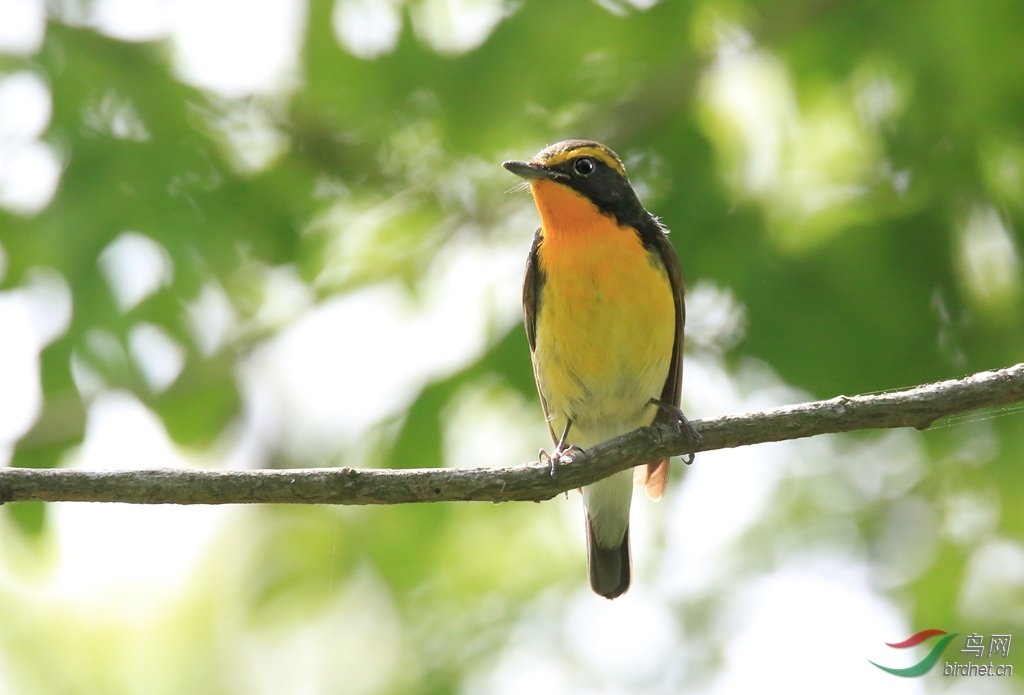 黄眉姬鹟的介绍