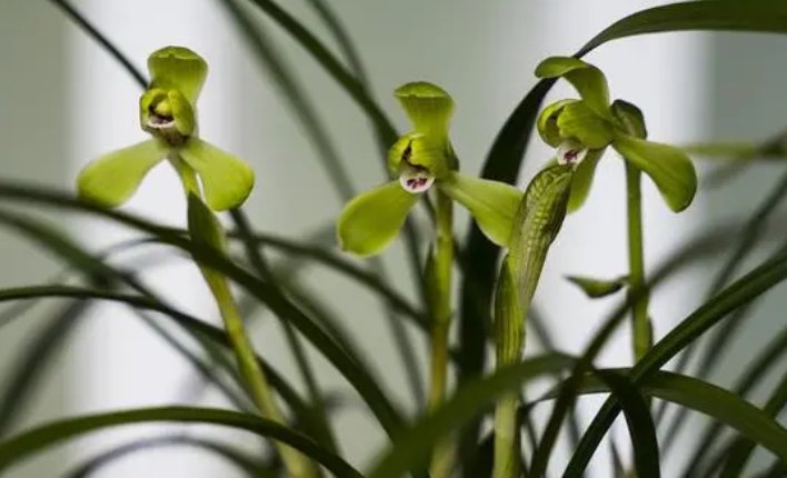 不愠不火的意思是什么