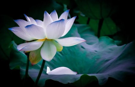 芙蓉出水是什么意思啊