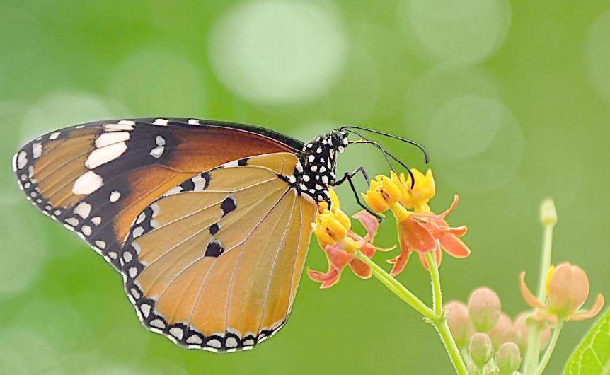 下雨时蝴蝶藏在哪里
