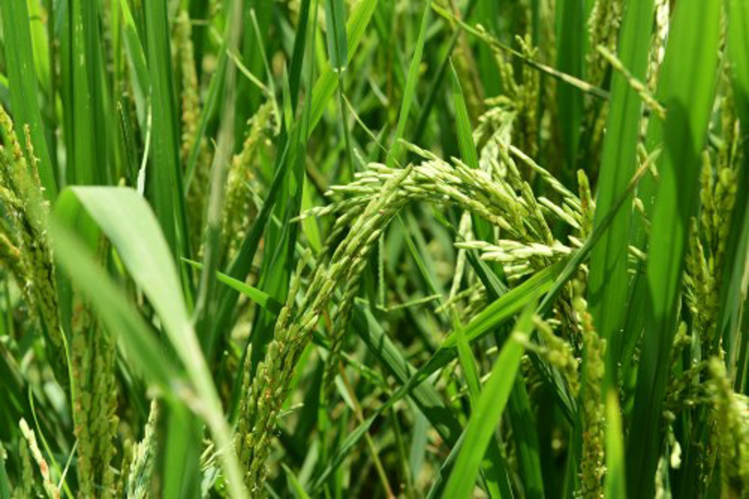 杂交水稻是哪一年?