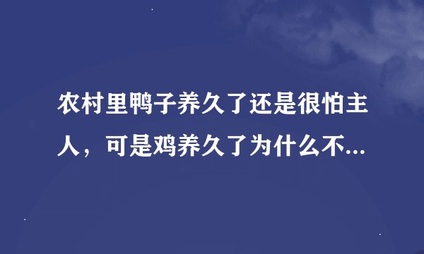 农村里鸭子养久了还是很怕主人，可是鸡养久了为什么不怕主人？