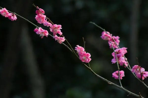 疏影暗香是什么意思