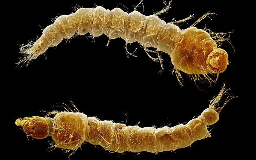 蚊子的幼虫叫什么？