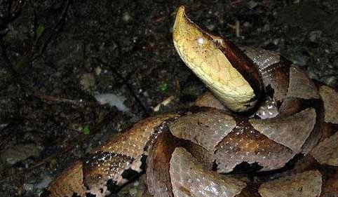 头呈三角形的蛇是什么蛇?是国家保护动物吗?有毒吗?