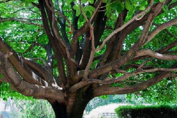 谢家的宝树释义