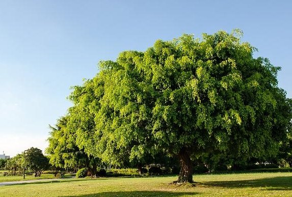 bodhi是什么意思