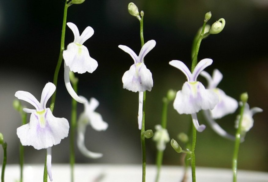 语文课代表的兔子好软好多水是指浇什么水？