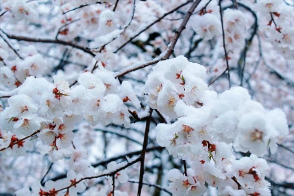三月桃花雪有什么说法