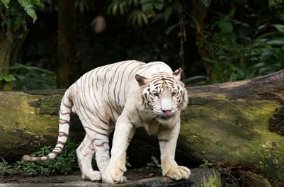 虎头虎脑的意思解释