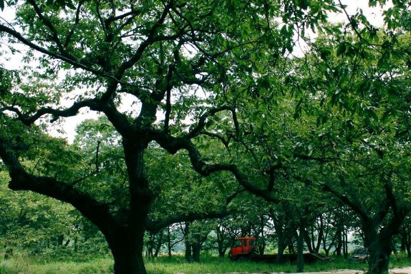 谢家的宝树释义