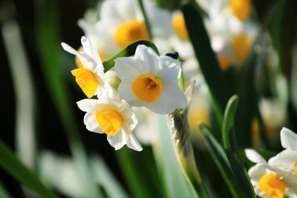 水仙不开花的歇后语是什么