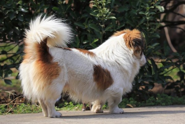 pug是什么意思？