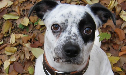 海盗狗是一个什么梗？