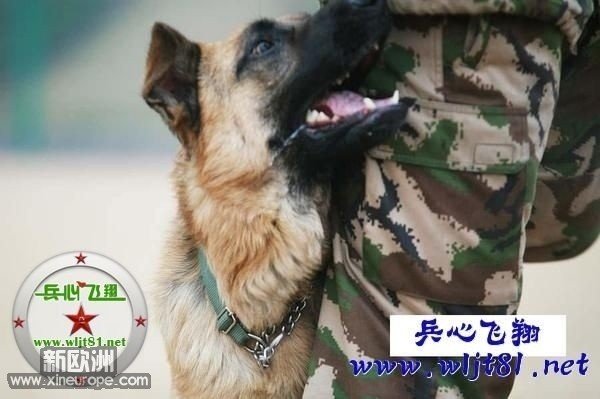 二犬情深的原文