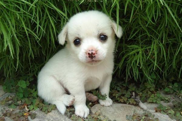 怕水的动物是什么动物