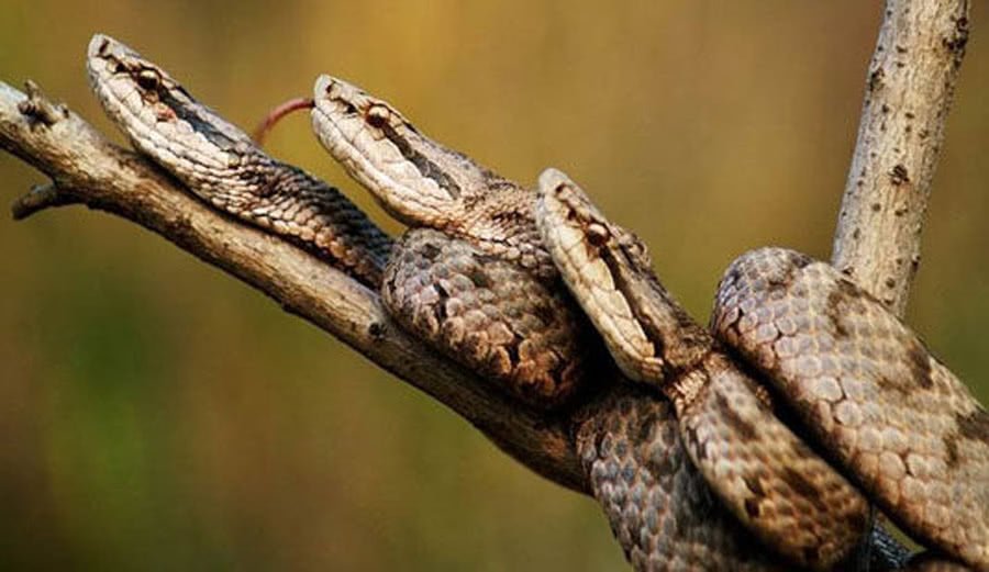 中国最恐怖的岛屿，岛上全是毒蛇，你敢下脚吗