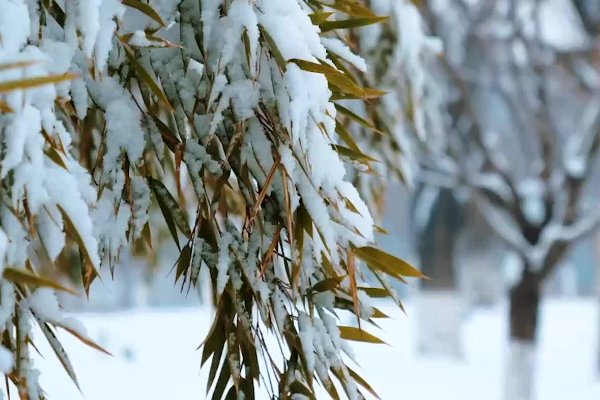 以下那句诗句描写了小雪时节的景象