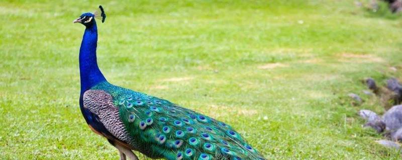 孔雀能飞起来吗