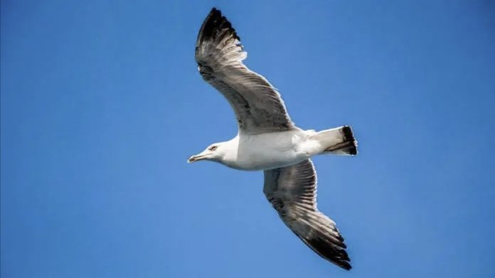 翱翔怎么读拼音