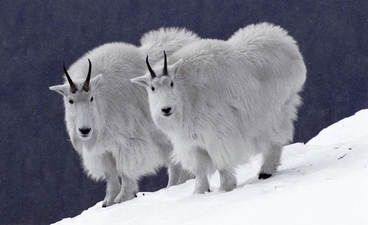 68岁属什么生肖