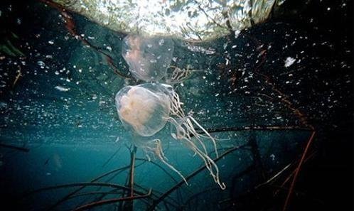 据报道，意大利港口城市遭数千水母入侵，这些水母为何会来这片海域？