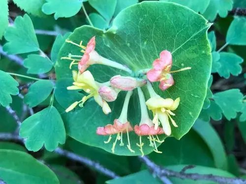 山西五台山发现极危物种丁香叶忍冬，这种植物有多罕见？