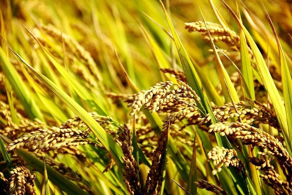 杂交水稻是哪一年?