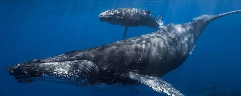 鲸鱼油有什么用
