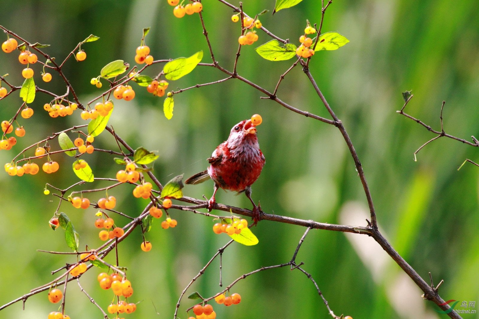 信手拈来的拼音和意思